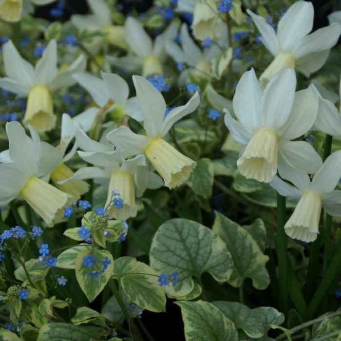 Narcissus 'Emcys' plant