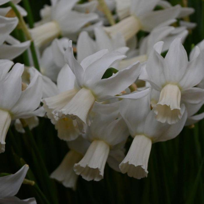 Narcissus 'Emcys' plant