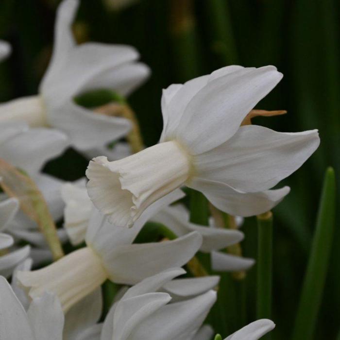 Narcissus 'Emcys' plant