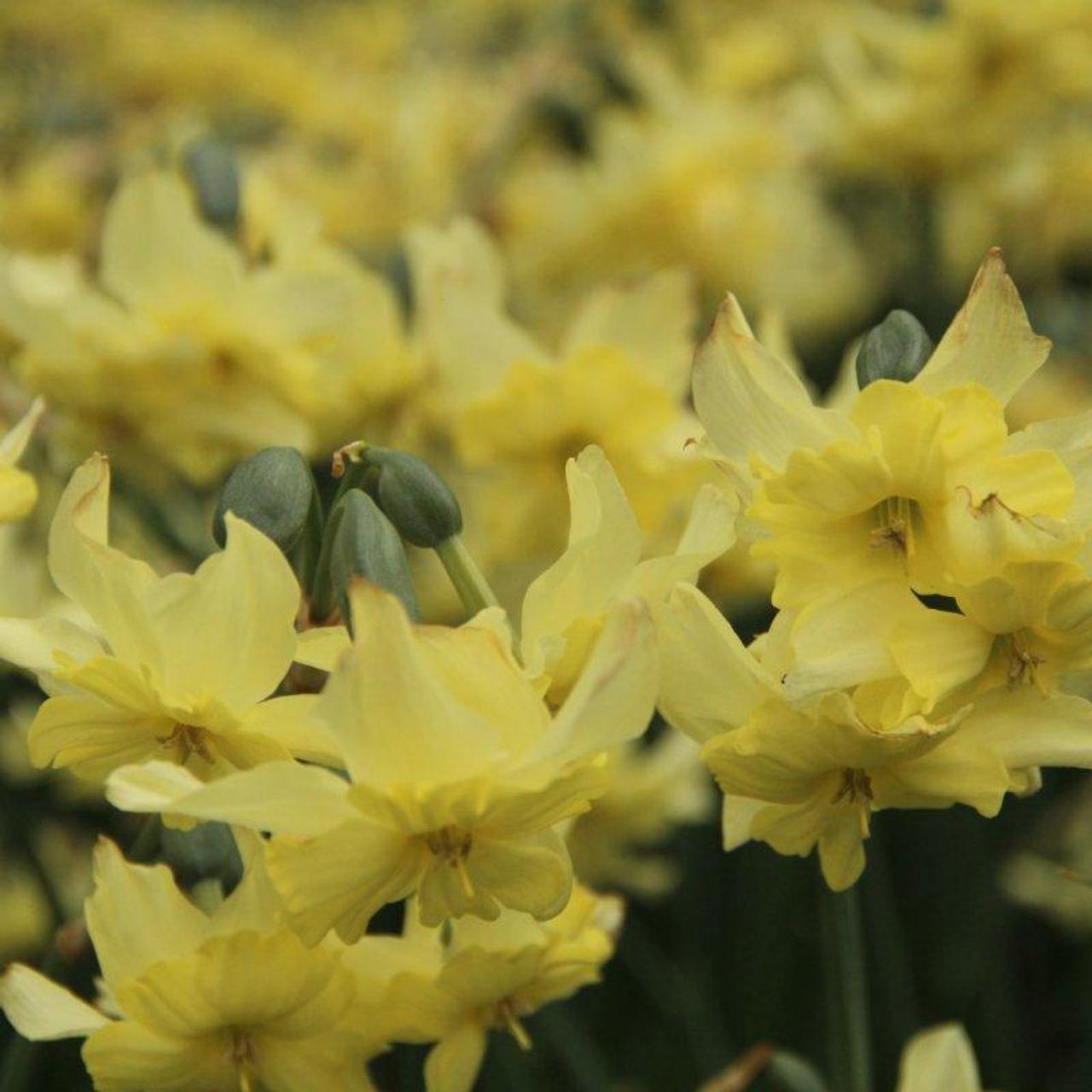 Narcissus 'Exotic Mystery' plant