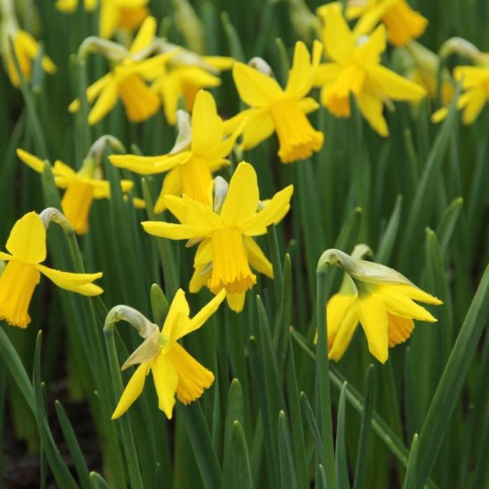 Narcissus 'February Gold' plant