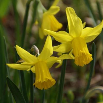 narcissus-february-gold