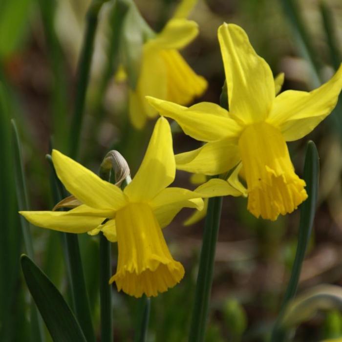Narcissus 'February Gold' plant