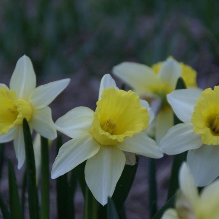 Narcissus 'February Silver' plant