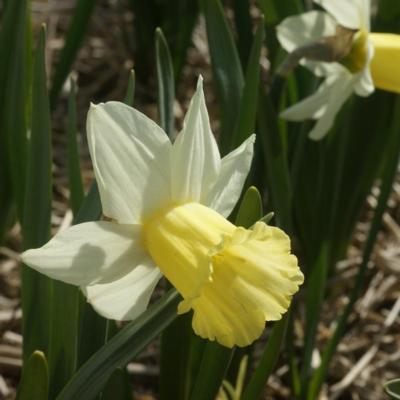 narcissus-february-silver