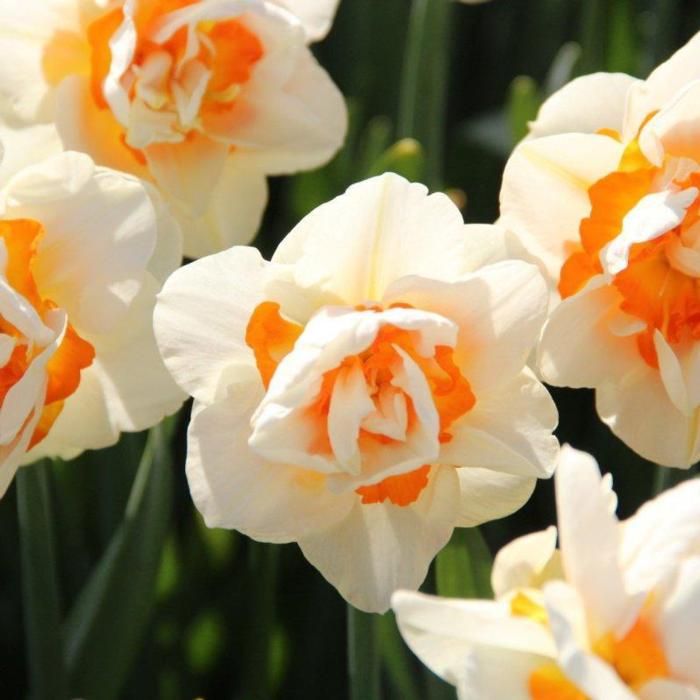 Narcissus 'Flower Parade' plant