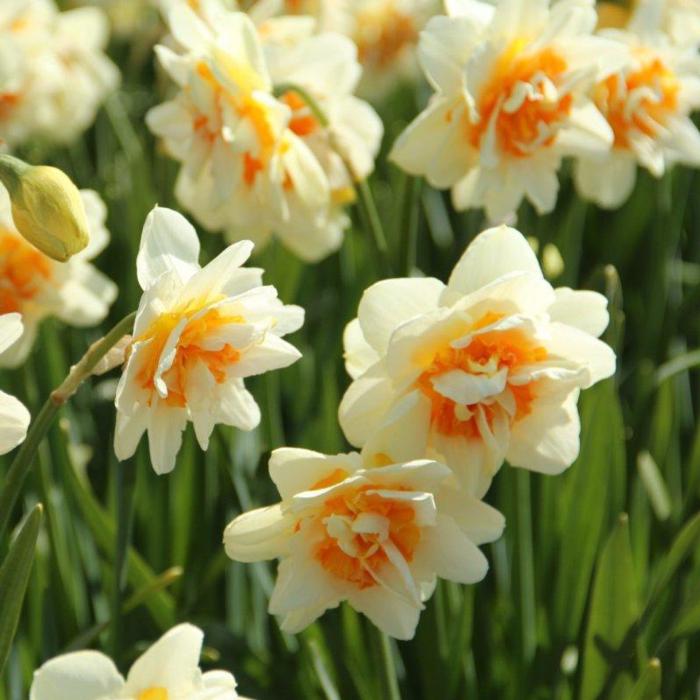 Narcissus 'Flower Parade' plant