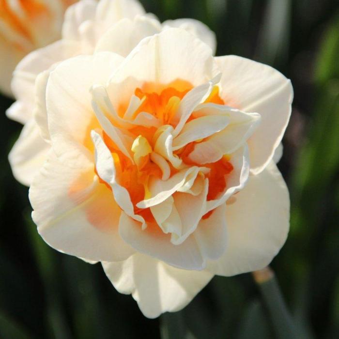 Narcissus 'Flower Parade' plant