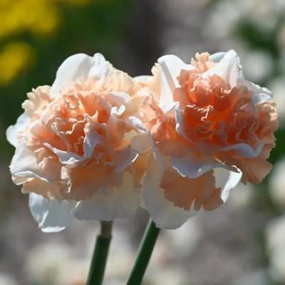 narcissus-flower-surprise
