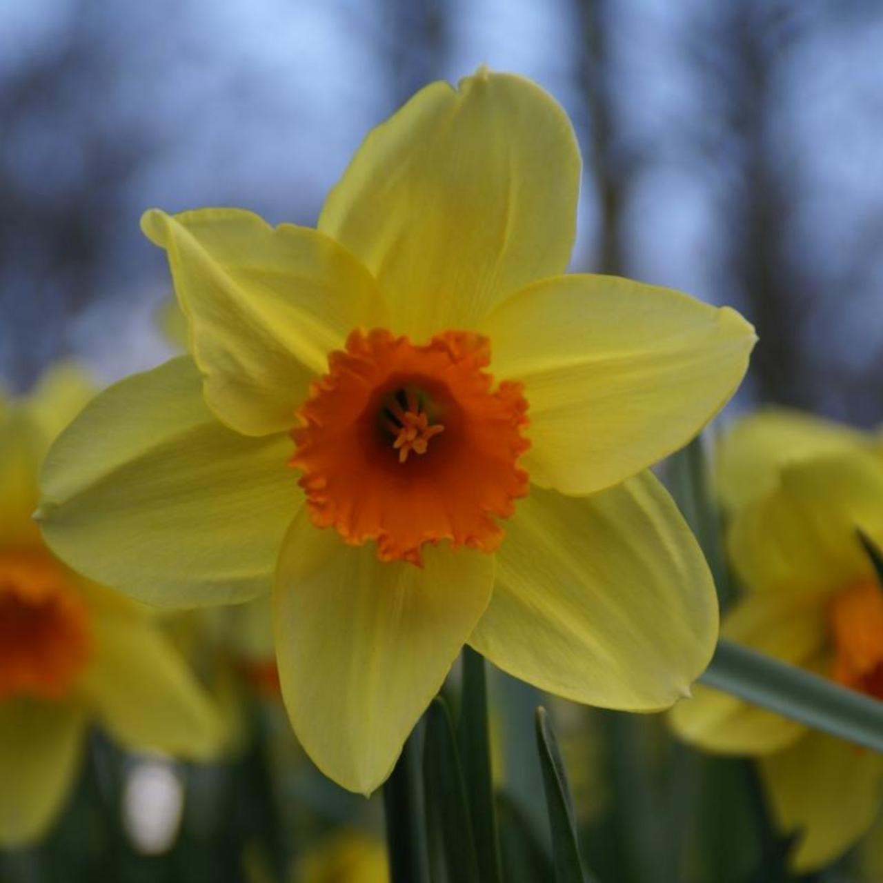 Narcissus 'Fortissimo' plant