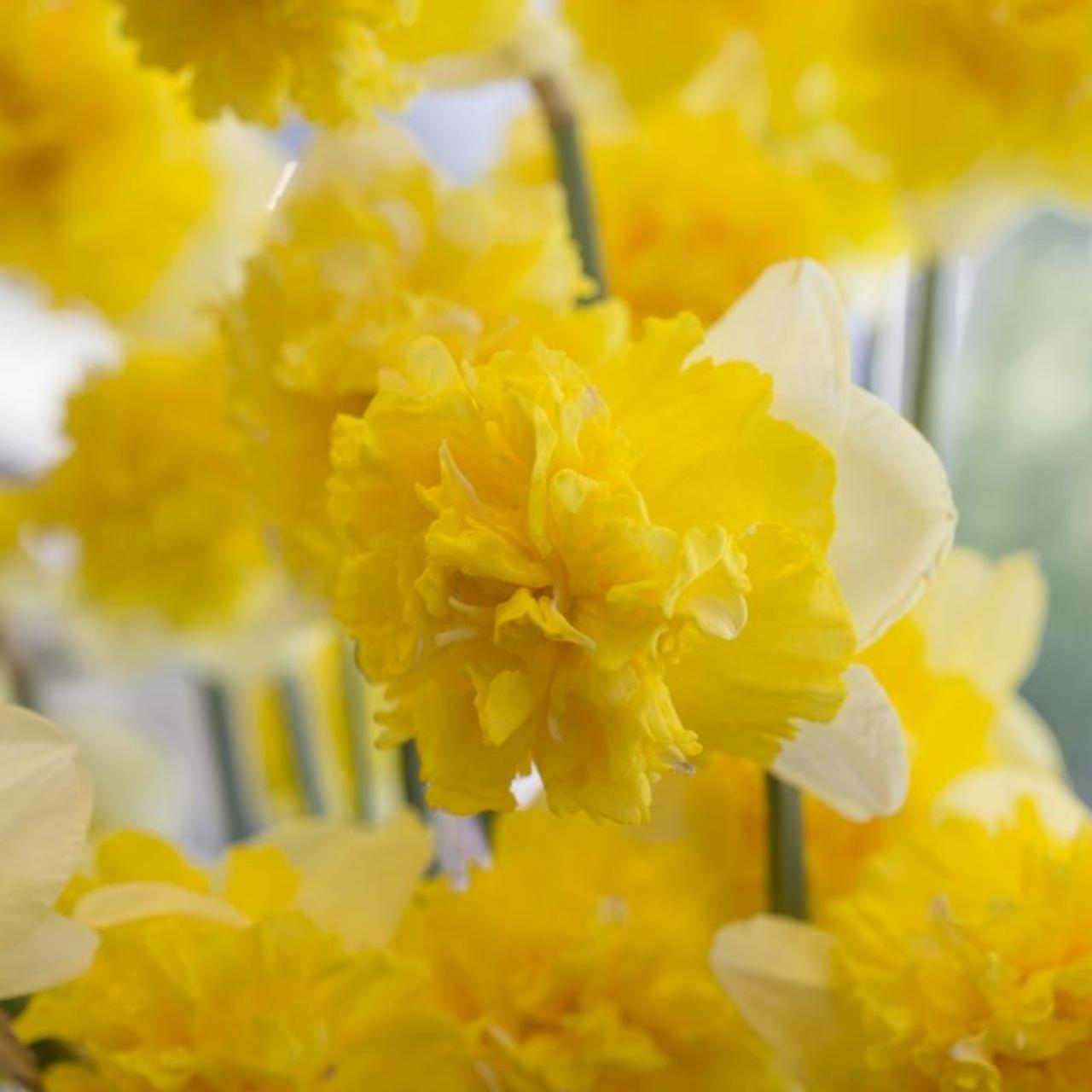 Narcissus 'Full House' plant