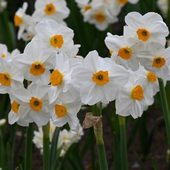 Narcissus 'Geranium' plant