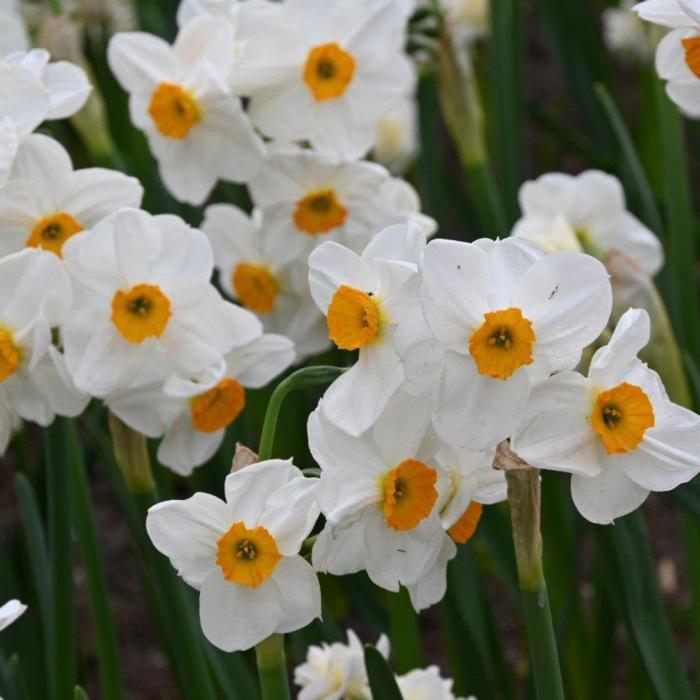 Narcissus 'Geranium' plant