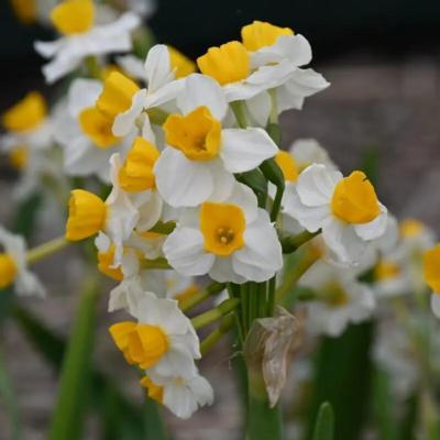 narcissus-glorious
