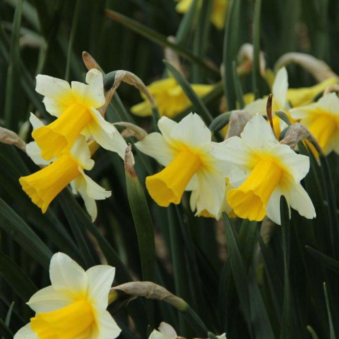 Narcissus 'Golden Echo' plant