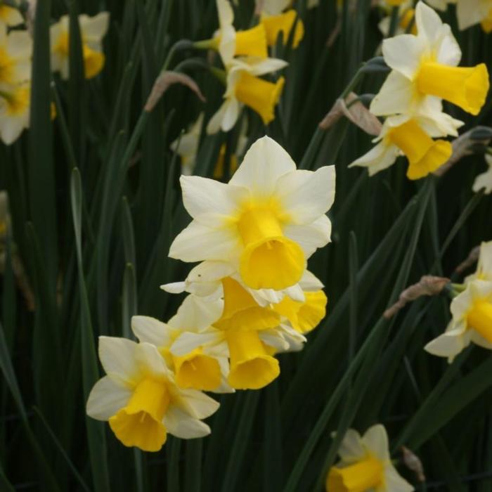 Narcissus 'Golden Echo' plant