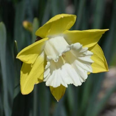 narcissus-greengarden