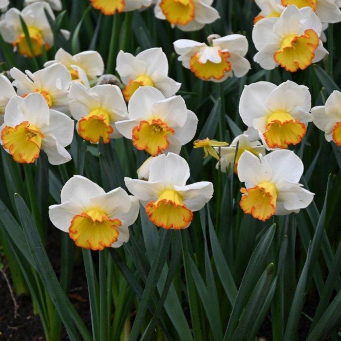 Narcissus 'Hawaiian Skies' plant