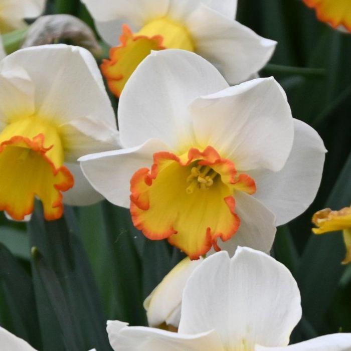 Narcissus 'Hawaiian Skies' plant