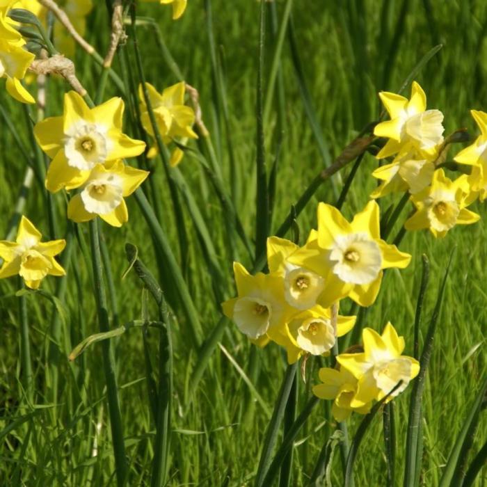 Narcissus 'Hillstar' plant