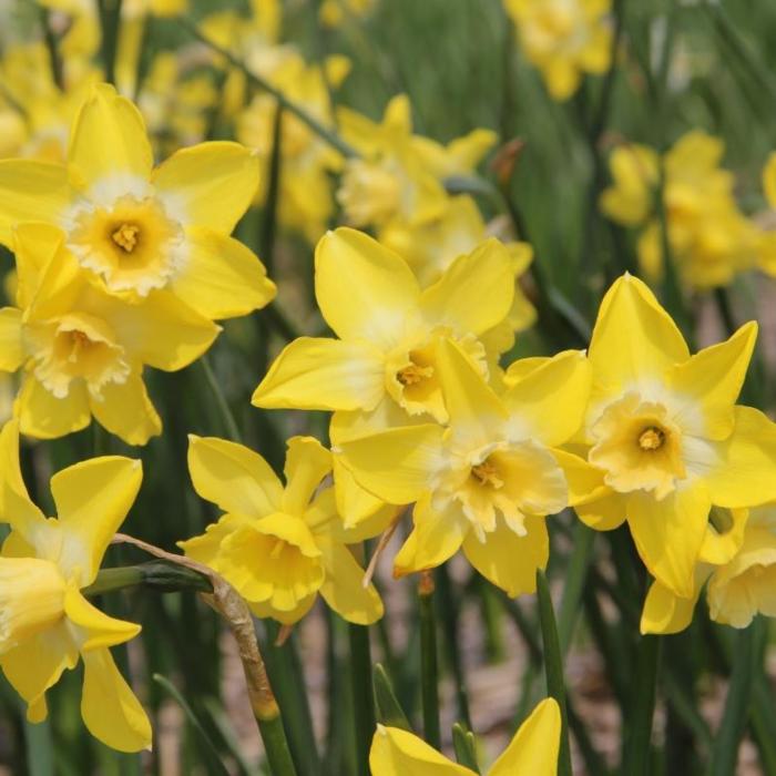 Narcissus 'Hillstar' plant