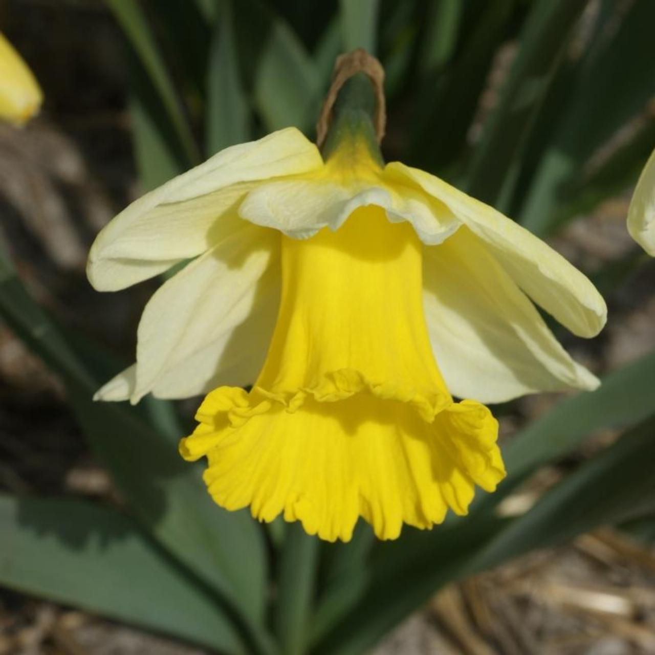 Narcissus 'Holland Sensation'  plant