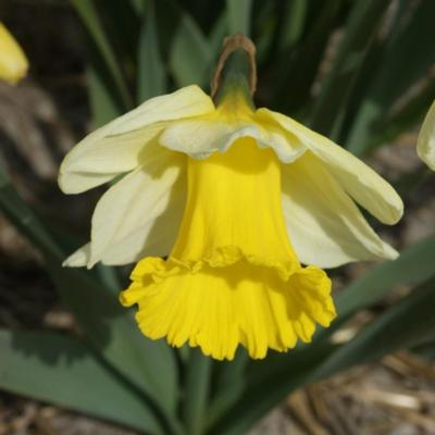 narcissus-holland-sensation