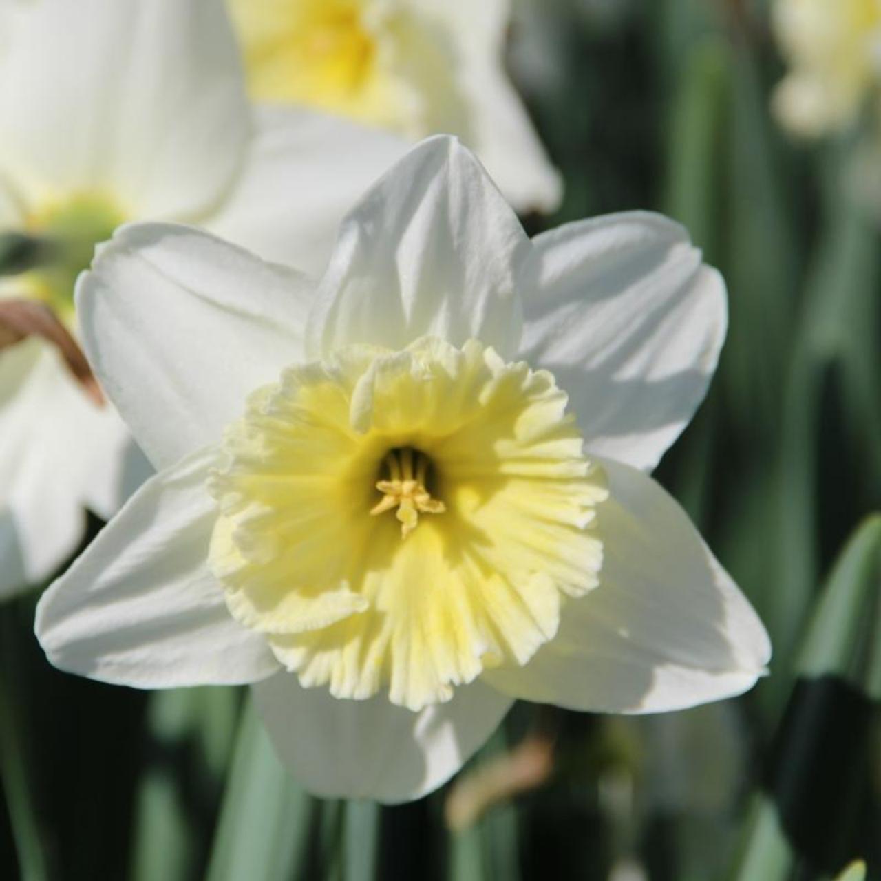 Narcissus 'Ice Follies' plant