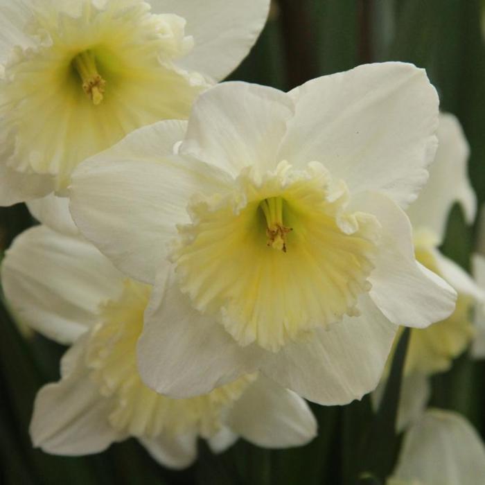 Narcissus 'Ice Follies' plant