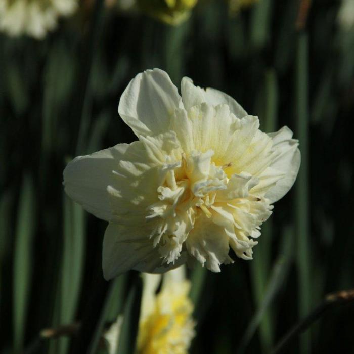 Narcissus 'Ice King' plant