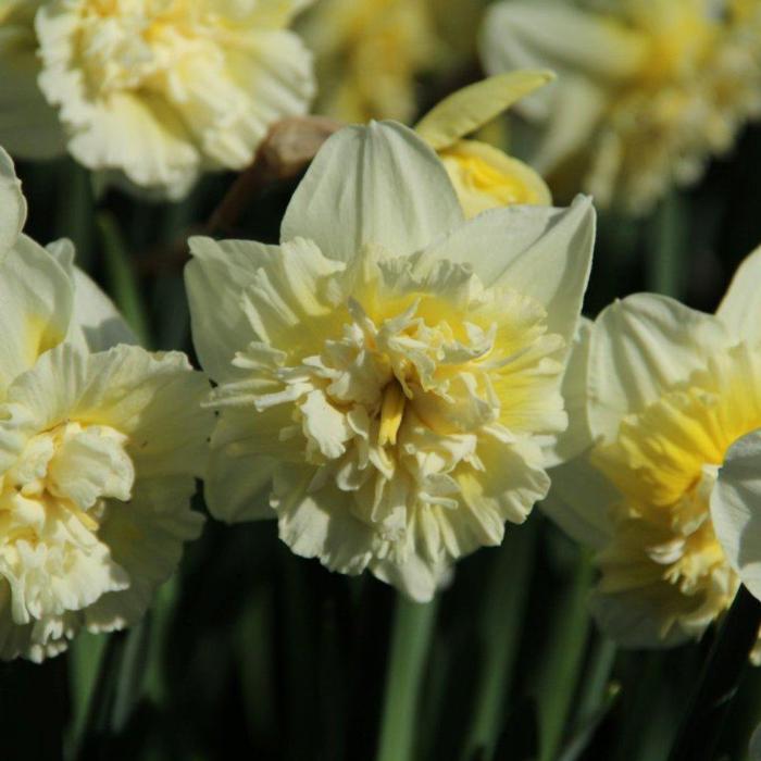 Narcissus 'Ice King' plant