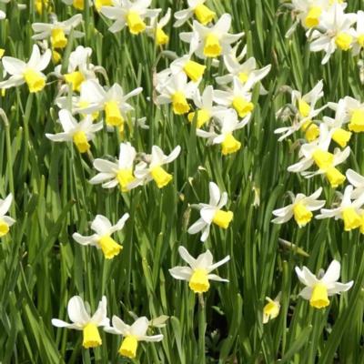 narcissus-jack-snipe