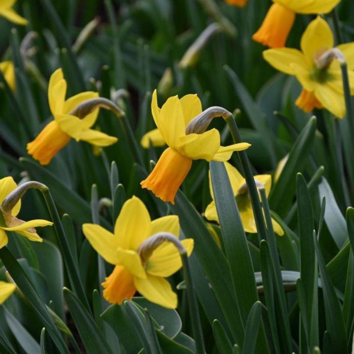 Narcissus 'Jetfire' plant