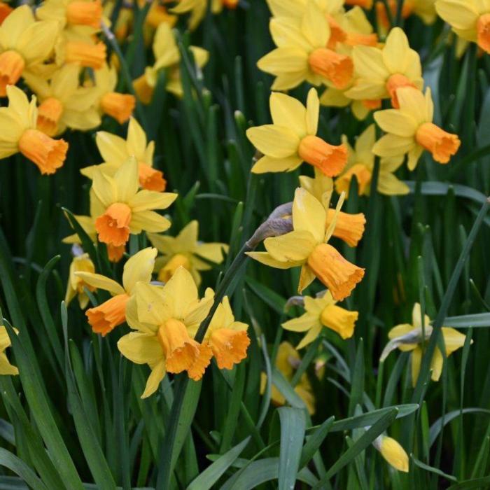 Narcissus 'Jetfire' plant