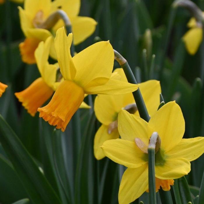 Narcissus 'Jetfire' plant