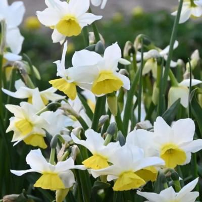 narcissus-jumelee