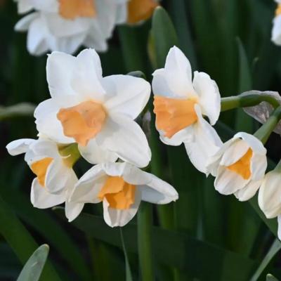 narcissus-kapiti-peach
