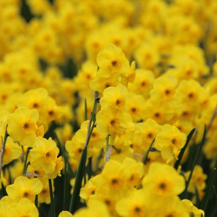 Narcissus 'Kokopelli' plant