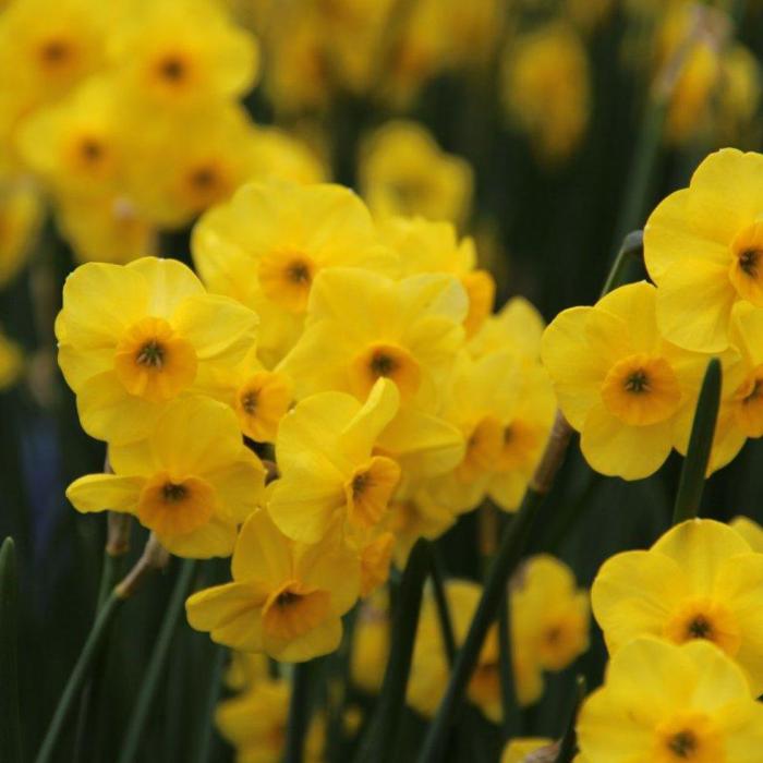 Narcissus 'Kokopelli' plant