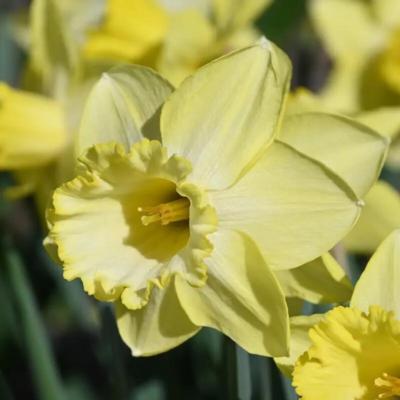 narcissus-ladea