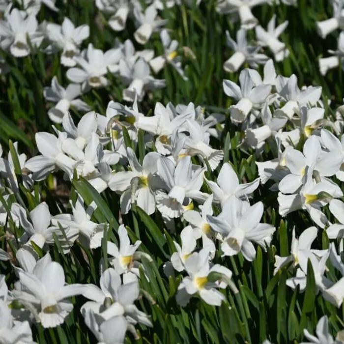 Narcissus 'Lady Madonna' plant