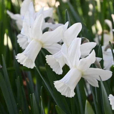 narcissus-lady-madonna