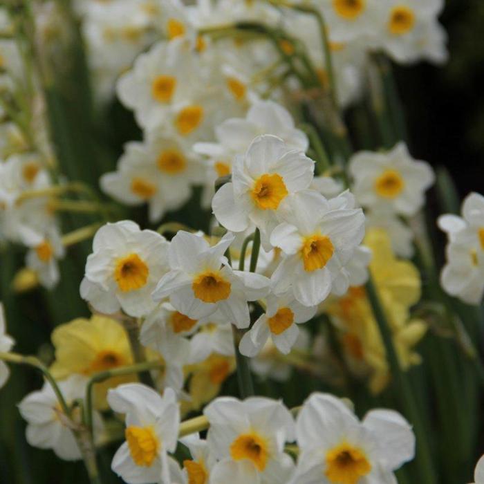 Narcissus 'Laurens Koster' plant