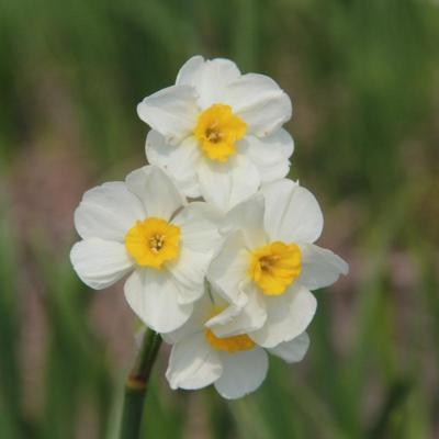 narcissus-laurens-koster