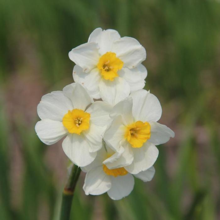 Narcissus 'Laurens Koster' plant