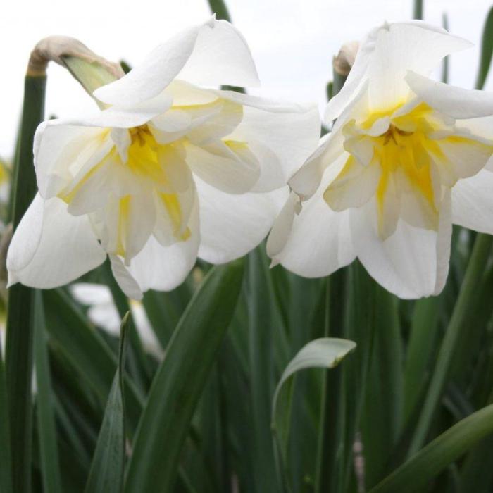 Narcissus 'Lemon Beauty' plant