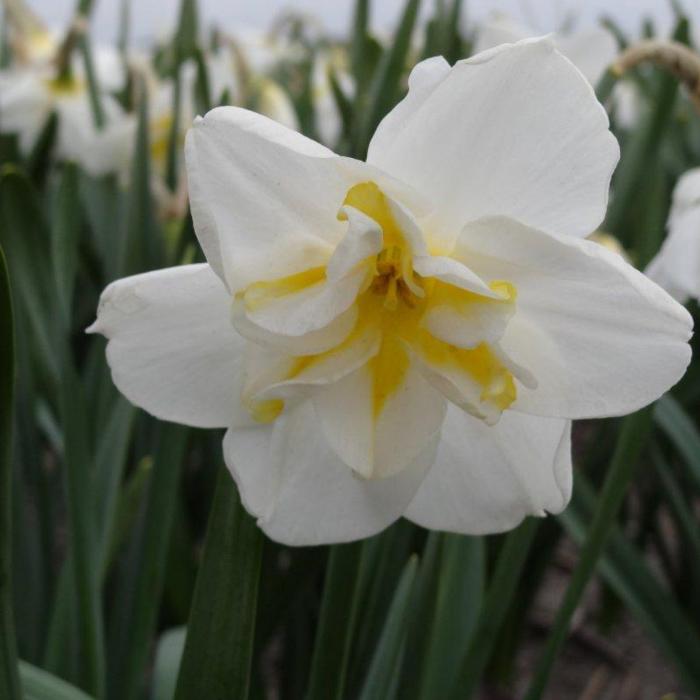 Narcissus 'Lemon Beauty' plant