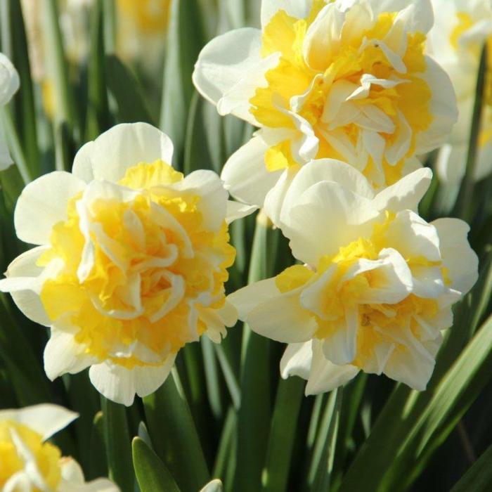 Narcissus 'Lennart' plant