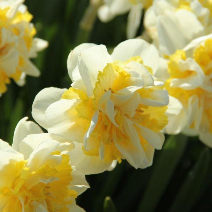 Narcissus 'Lennart' plant