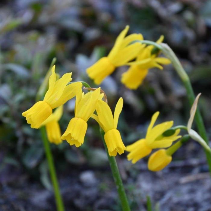 Narcissus 'Little Emma' plant